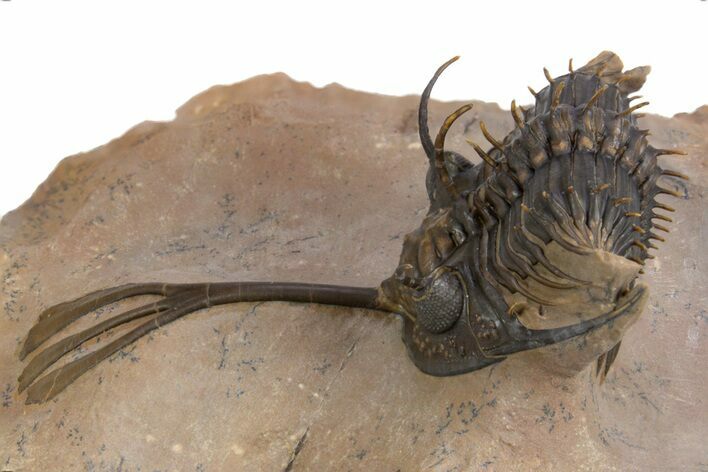 Trident Walliserops Trilobite - Exceptional Preparation #300605